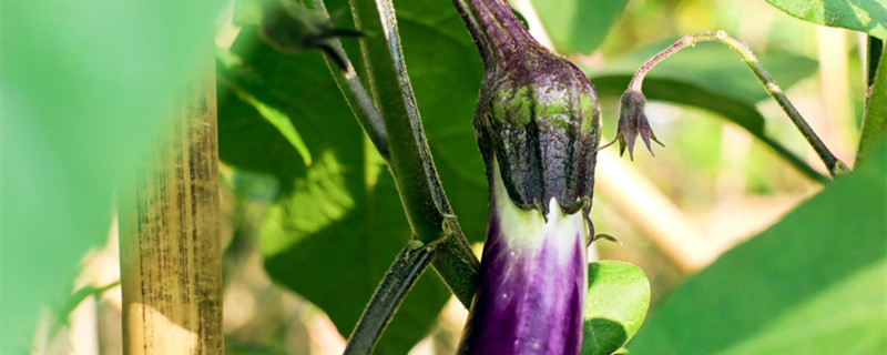 茄子开花坐果期可以浇水吗（茄子开花结果期怎么施肥和管理）