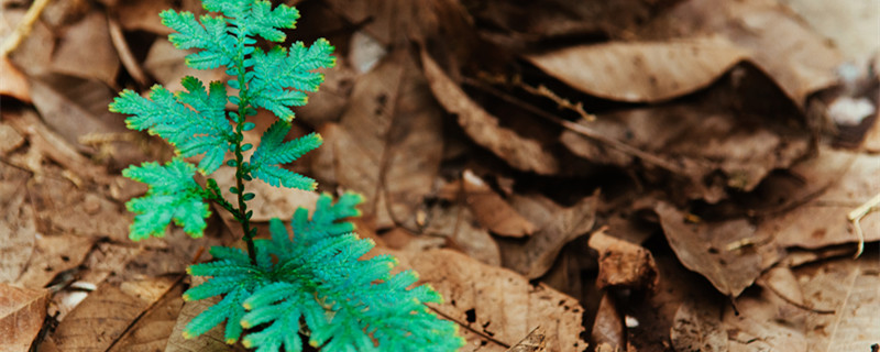 卷柏的养殖方法（盆栽卷柏的养殖方法）