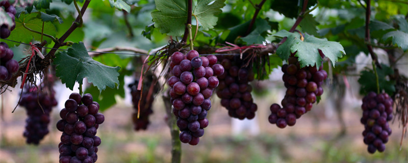 葡萄苗干枯能种活吗 葡萄苗根死了能活吗