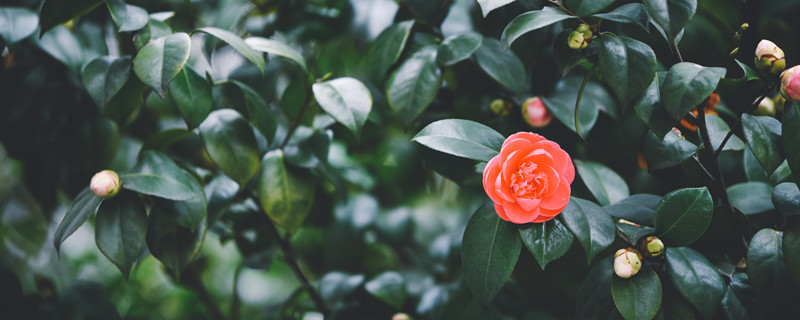 茶花什么时候开 茶花什么时候开花