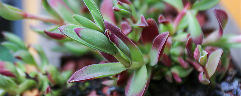 蟹爪兰怎么嫁接（蟹爪兰怎么嫁接到龙骨花上）