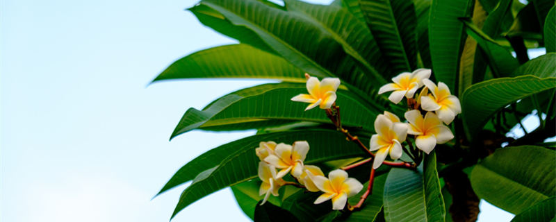 鸡蛋花有毒吗 白色鸡蛋花有毒吗