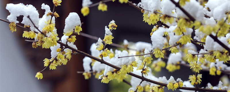 腊梅扦插方法 腊梅扦插方法视频