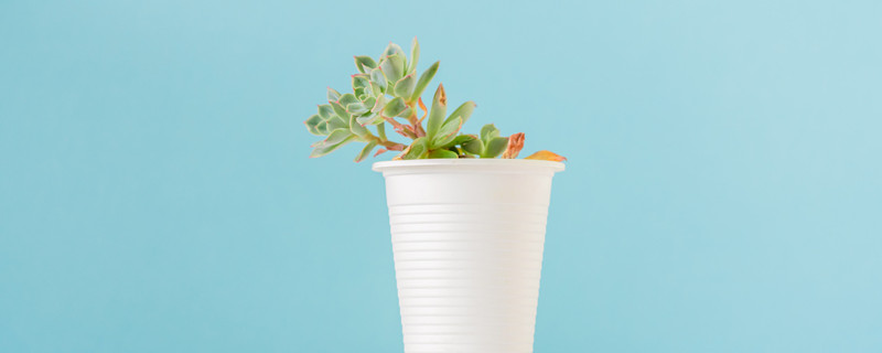 珍珠吊兰怎样爆盆 珍珠吊兰一串怎么爆盆