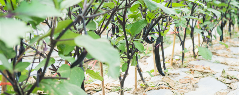 露天茄子打枝方法(露天茄子剪枝技术)