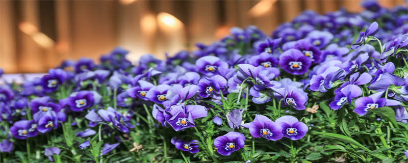 叶花蝴蝶几点开花（蝴蝶花几时开）