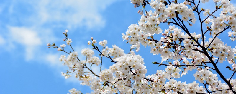 梨树锈病是什么原因造成的（梨树锈斑病）