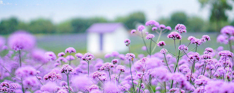 薰衣草怎么种 薰衣草怎么种植