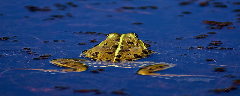 石蛙养殖技术 野生石蛙养殖技术