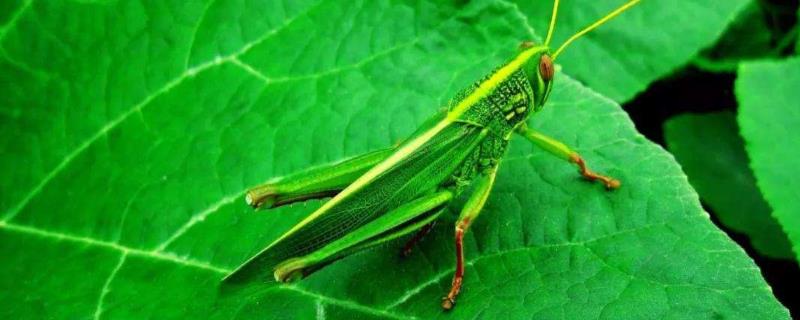 养一亩蚂蚱的利润有多少，成本多少（养蚂蚱一亩地需投资多少钱）