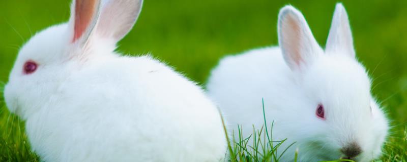 养兔子能赚钱吗 养兔子能赚钱吗知乎