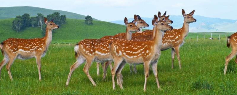 梅花鹿养殖成本和利润（梅花鹿养殖成本和利润江西）