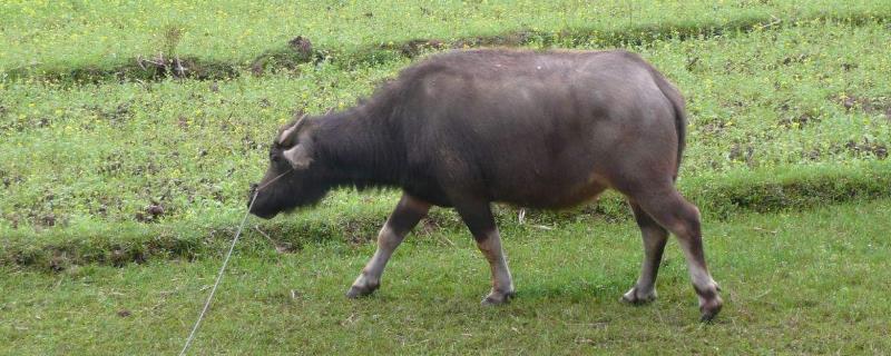 养牛的利润与成本（养牛的利润与成本2021）