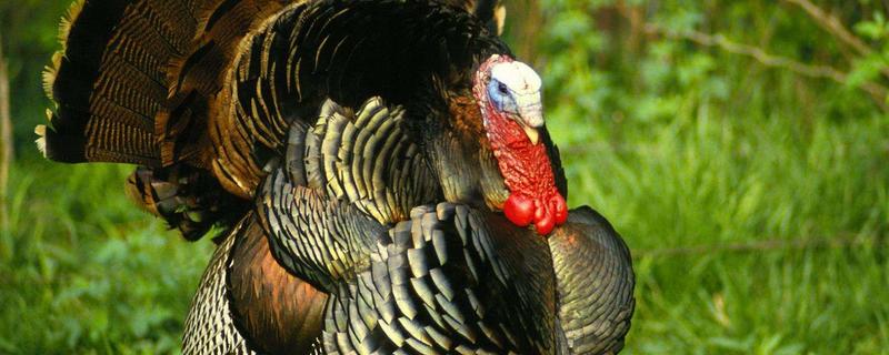 火鸡养殖前景如何，附前景分析 火鸡前景怎么样