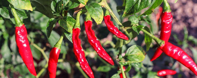 幸福树冬天怎么养(幸福树冬天怎么养才能安全过冬?)