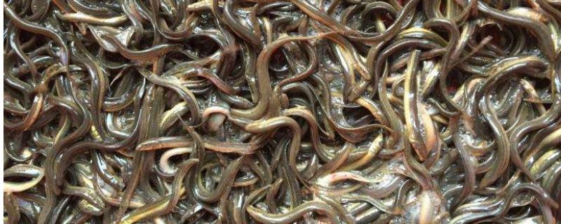 泥鳅养殖利润有多少，附成本介绍 泥鳅养殖前景利润