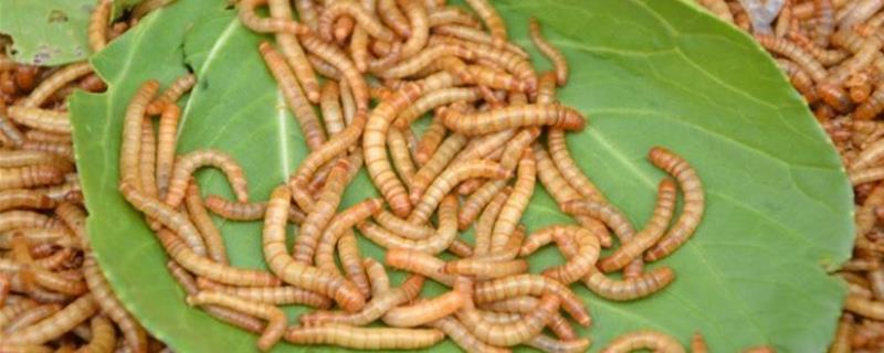 黄粉虫养殖前景，以及利润分析（黄粉虫养殖利润如何）