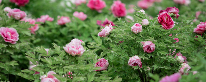 花的别称和雅称 迎春花的别称和雅称