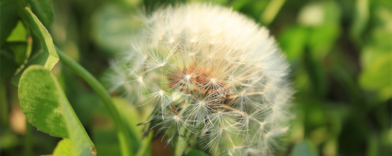 花的含义和代表 花的含义和代表什么大全集