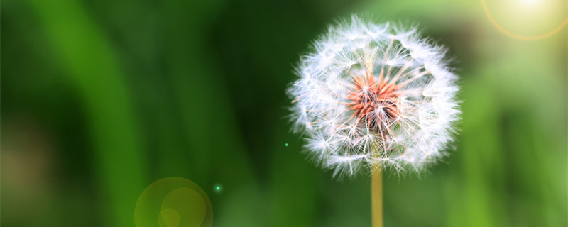 蒲公英的特点 蒲公英的特点有哪些