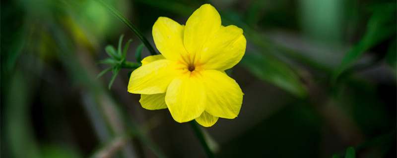 迎春花什么季节开 迎春花什么季节开的