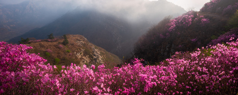欧石楠花语 欧石楠花语两个传说