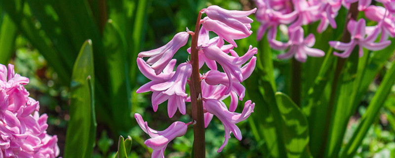 风信子开完花后怎么处理（风信子开完花后怎么处理土培）