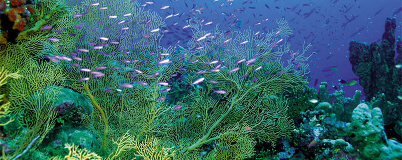 养球藻一定要营养液吗 海藻球营养液可以养鱼吗