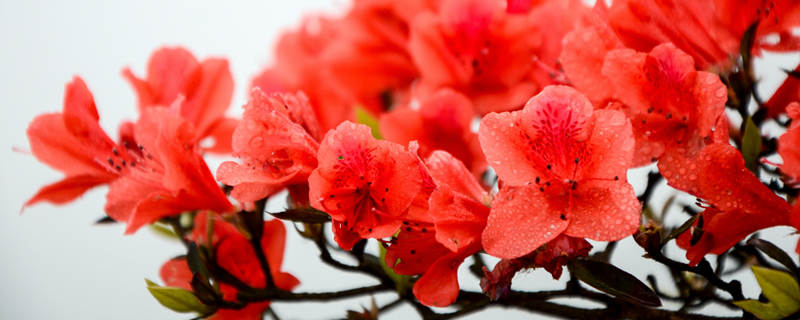 杜鹃花养殖方法（五宝绿珠杜鹃花养殖方法）