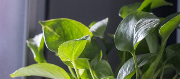 绿萝双层盆怎么浇水（刚分盆的绿萝可以浇水吗）