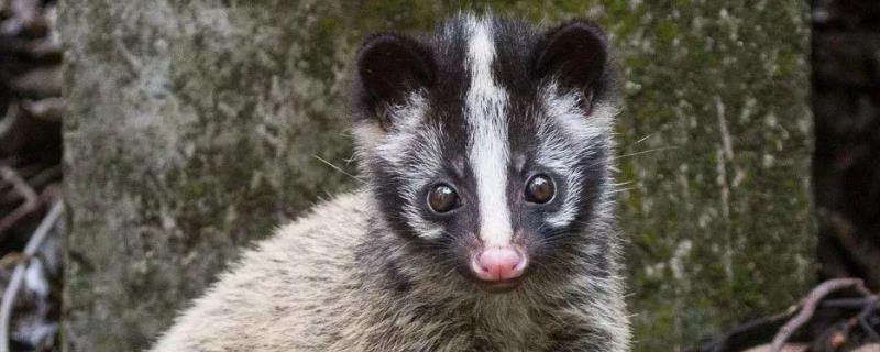 果子狸养殖的市场前景，果子狸简介 果子狸人工养殖前景