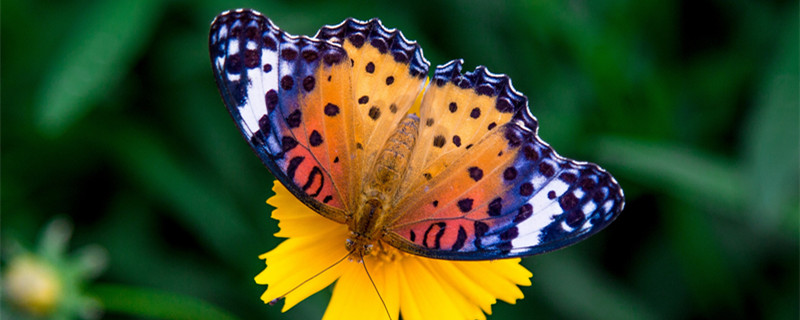 枯叶蝶的寓意 枯叶蝶象征着什么