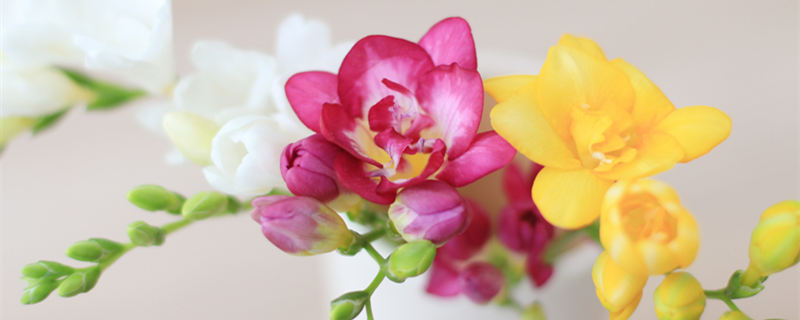 小苍兰花语 小苍兰花语象征与寓意