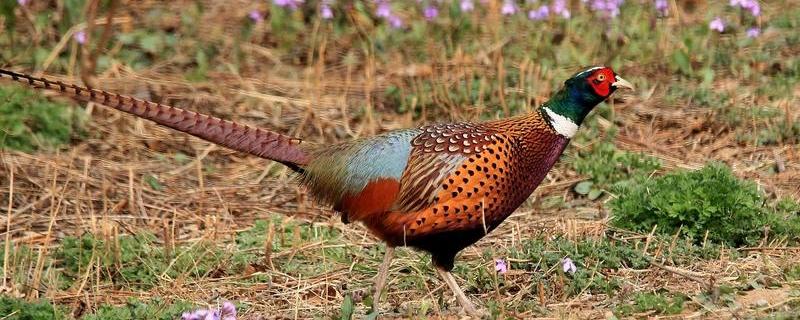 野鸡的养殖前景,市场价值的主要体现