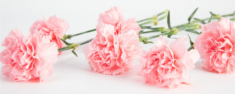康乃馨如何插花(康乃馨如何插花比较好看)
