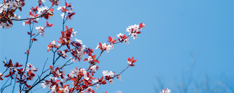 紫叶李是李子树吗（李子树和紫叶李有区别吗）