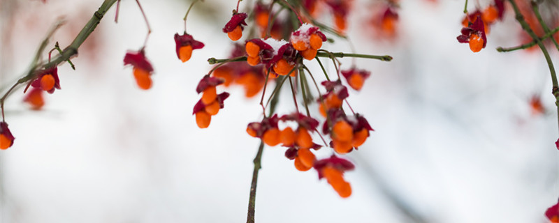 平枝栒子怎么养 平枝栒子怎么养护