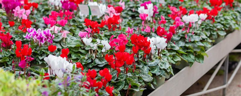 仙鹤来花有毒吗 仙鹤来花有没有毒