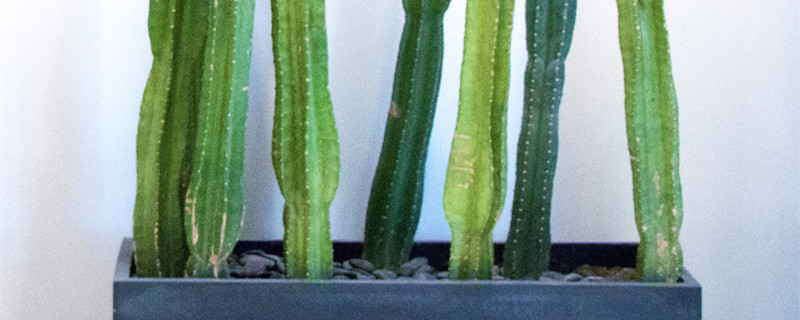 将军柱开花吗（将军柱开花吗?）