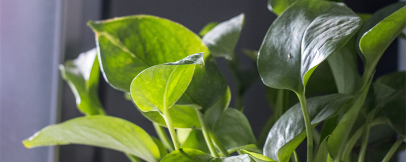 室内绿化植物（室内植物墙）