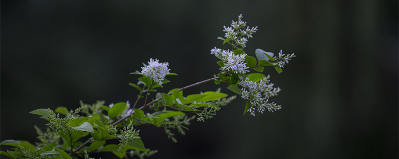 九里香种在家里禁忌（九里香种在家里适合放在什么位置）
