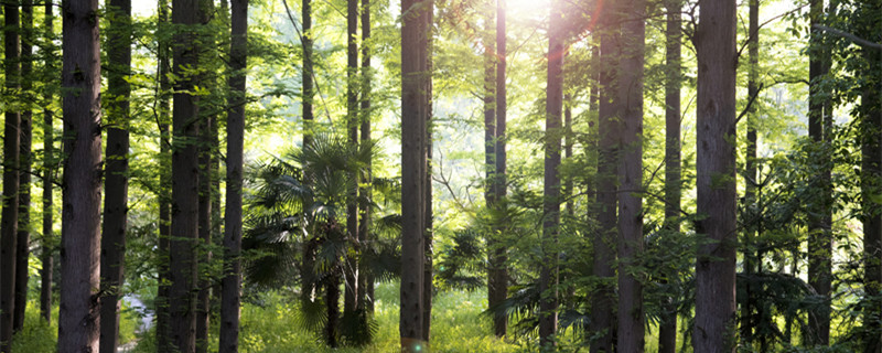 黄柏树皮可以剥几次 黄柏树皮怎么剥速度快点