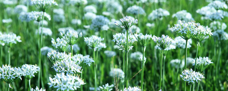 野韭菜花几月份采摘 韭菜花什么时候采摘