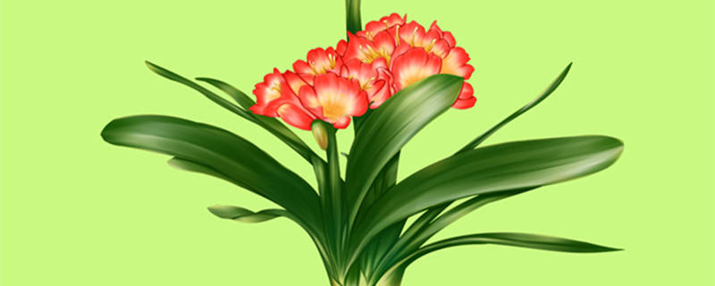 君子兰如何过夏天（夏天怎样养君子兰）