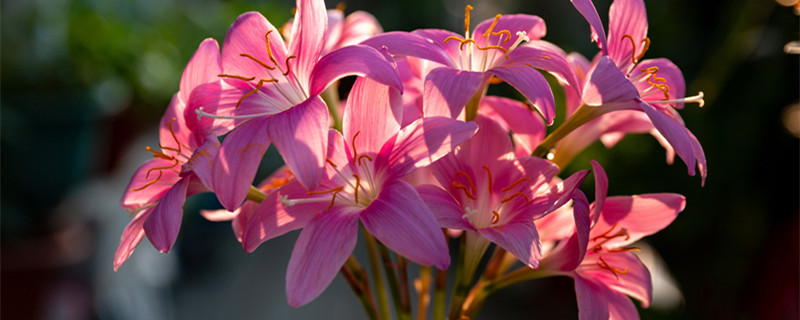 预报天气的植物 还有哪些能预报天气的植物