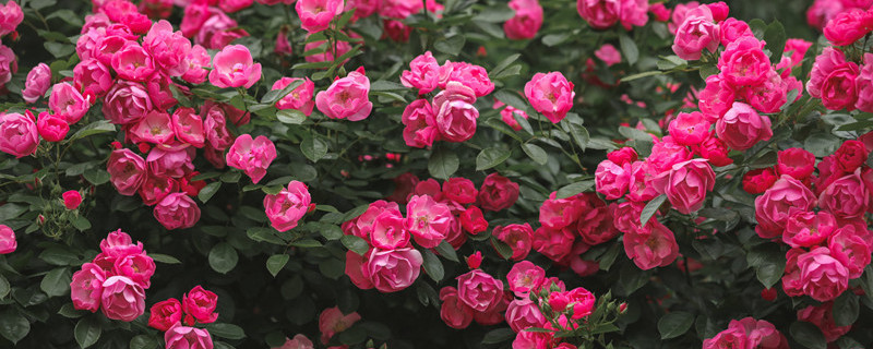 夏季月季花的养殖方法和注意事项 月季花夏天养殖方法