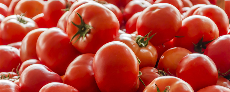 番茄可以几天不浇水（番茄要天天浇水吗）