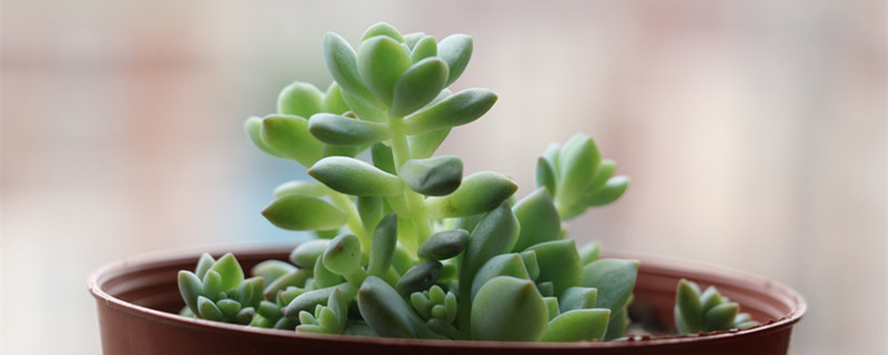 多肉换盆可以带原土吗（多肉带原土换盆可以么?）