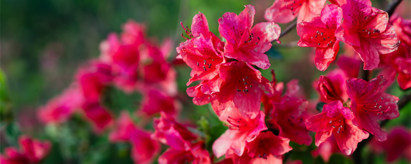 杜鹃花的养殖方法 杜鹃花的养殖方法和注意事项