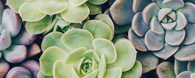 熊童子夏季的养殖方法和注意事项 熊童子适合什么季节养